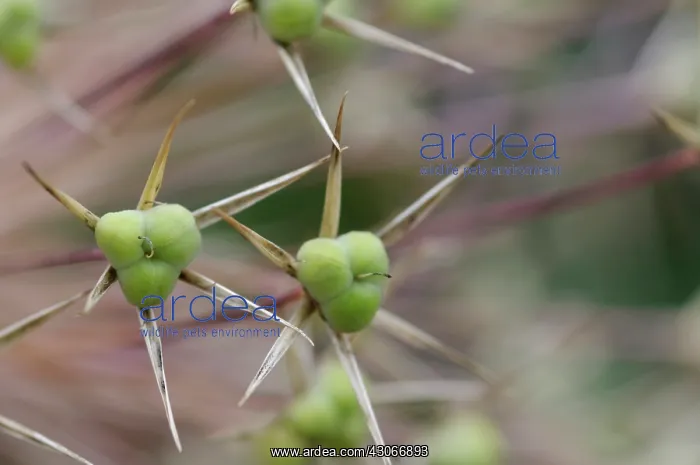 : Allium, Allium giganteum : Allium, Allium giganteum