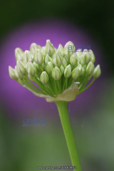  : Allium