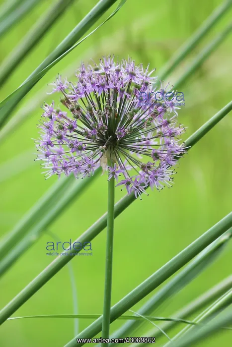 : Allium, Allium Hollandicum Purple Sensation : Allium, Allium Hollandicum Purple Sensation