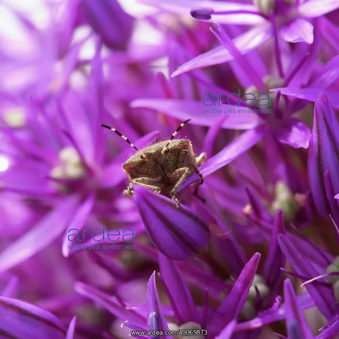 : Allium, Allium Hollandicum Purple Sensation : Allium, Allium Hollandicum Purple Sensation
