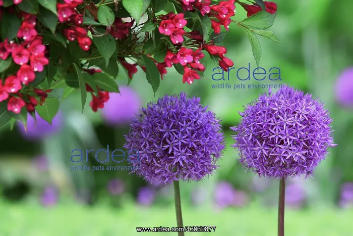 : Allium, Allium Hollandicum Purple Sensation : Allium, Allium Hollandicum Purple Sensation