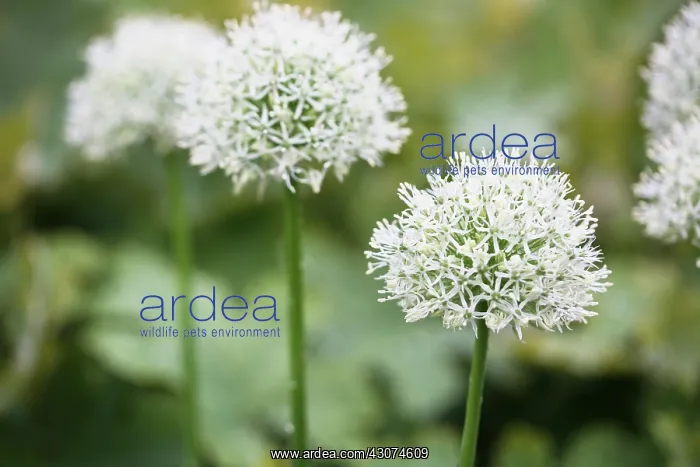 : Allium, Allium giganteum : Allium, Allium giganteum