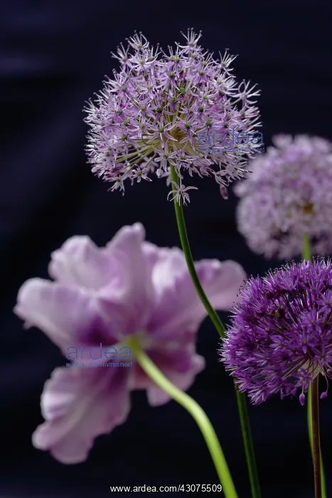 : Allium : Allium
