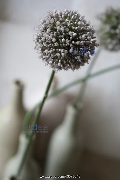 : Allium : Allium