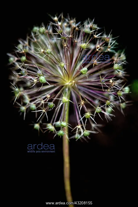: Allium, Allium cristophii : Allium, Allium cristophii