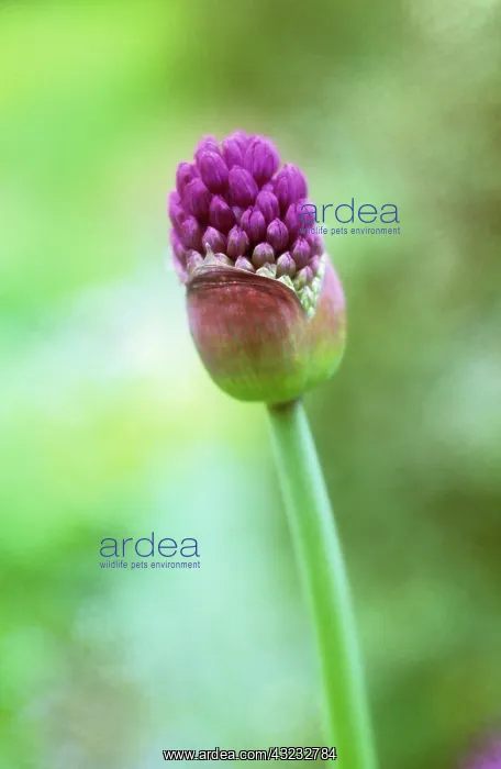 : Allium : Allium