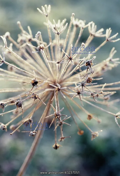 : Allium, Allium cristophii : Allium, Allium cristophii