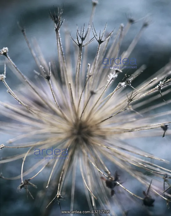 : Allium, Allium cristophii : Allium, Allium cristophii