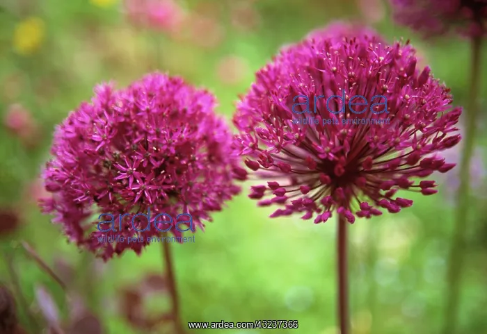 : Allium, Allium aflatunense : Allium, Allium aflatunense