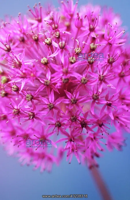 : Allium, Allium Hollandicum Purple sensation : Allium, Allium Hollandicum Purple sensation
