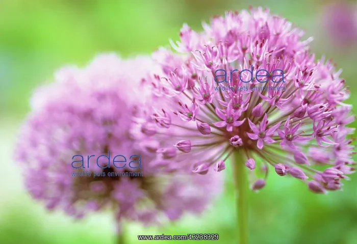 : Allium, Allium rosenbachianum : Allium, Allium rosenbachianum