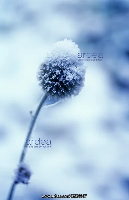 : Allium, Allium sphaerocephalon : Allium, Allium sphaerocephalon