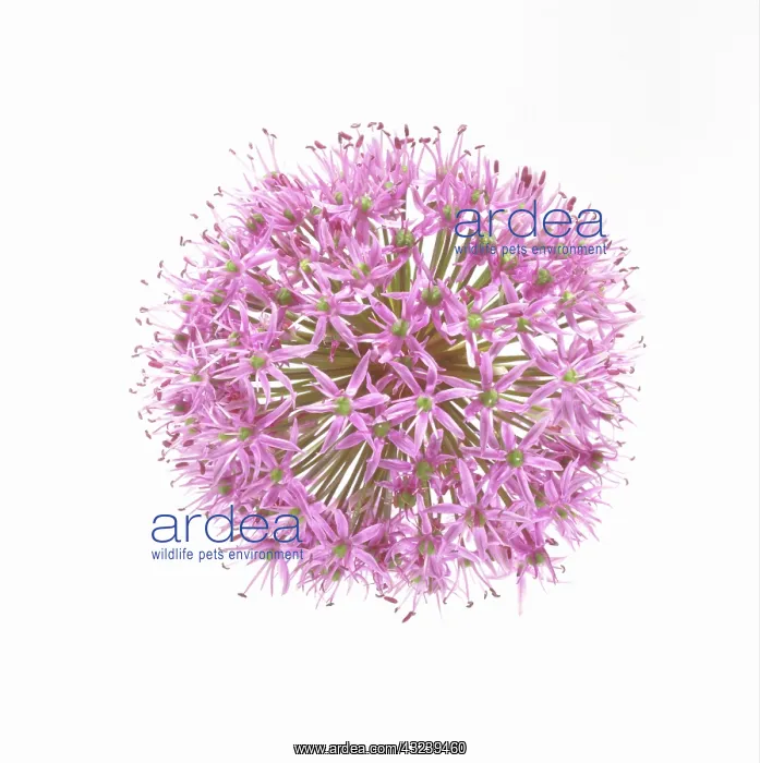 : Allium : Allium