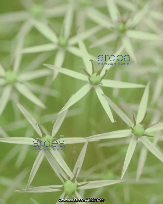 : Allium, Allium cristophii : Allium, Allium cristophii