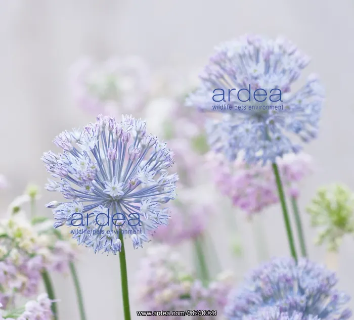 : Allium, Blue Allium, Allium caesium : Allium, Blue Allium, Allium caesium