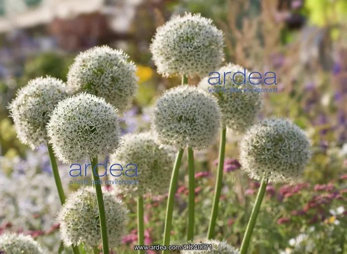 : Allium, Allium Mount Everest : Allium, Allium Mount Everest