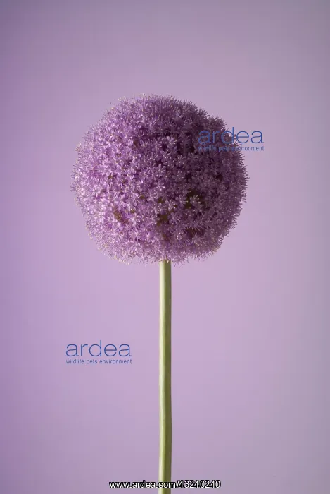 : Allium, Allium giganteum : Allium, Allium giganteum