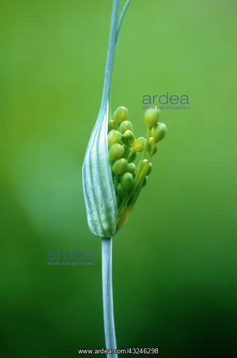 : Allium, Allium flavum : Allium, Allium flavum