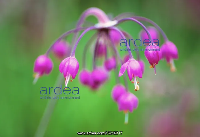 : Allium, Allium cernuum : Allium, Allium cernuum