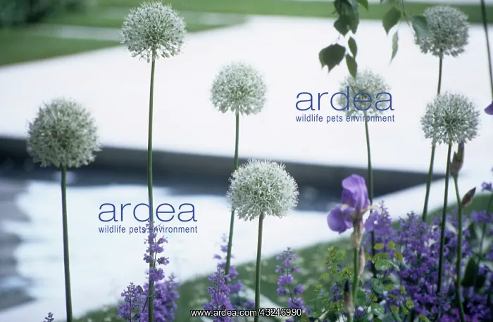 : Allium, Allium Mount Everest : Allium, Allium Mount Everest