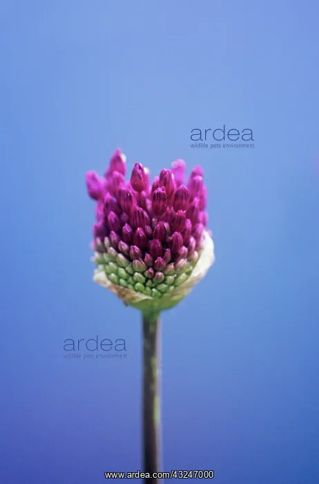 : Allium, Allium Hollandicum Purple sensation : Allium, Allium Hollandicum Purple sensation