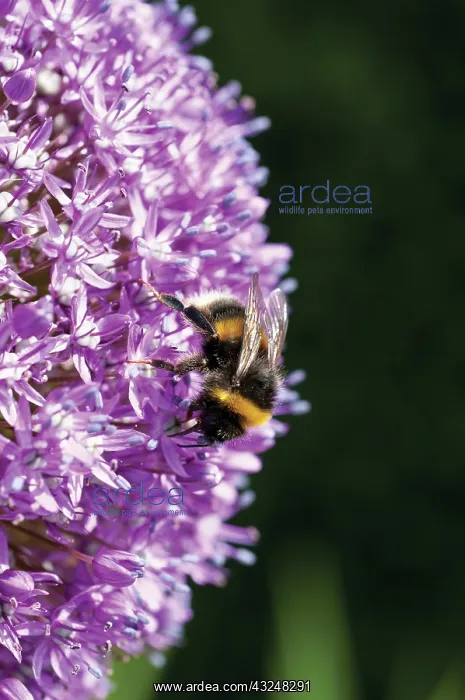 : Allium, Allium Ambassador : Allium, Allium Ambassador