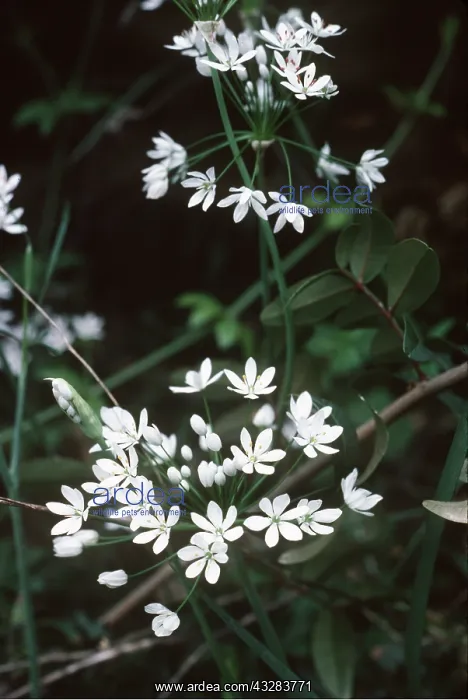: ALLIUM : ALLIUM
