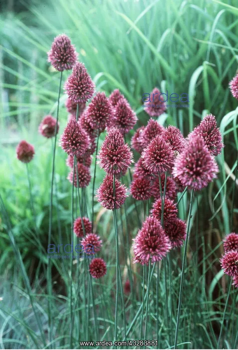 : ALLIUM : ALLIUM