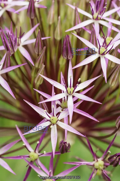 : Allium, Allium christophii, Mauve subject : Allium, Allium christophii, Mauve subject