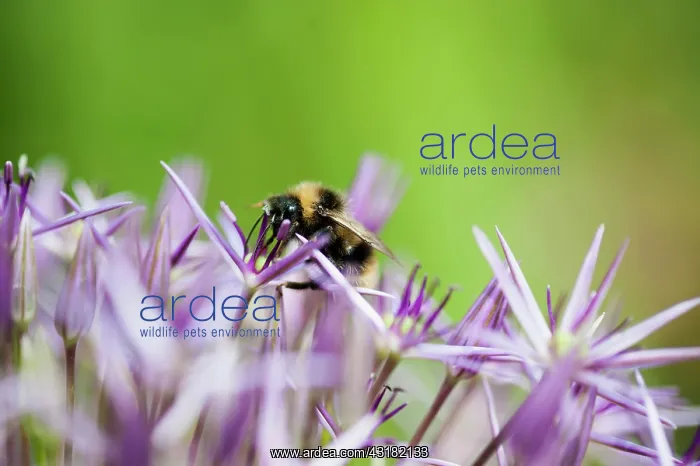 : Allium, Allium christophii, Several spikey single : Allium, Allium christophii, Several spikey single