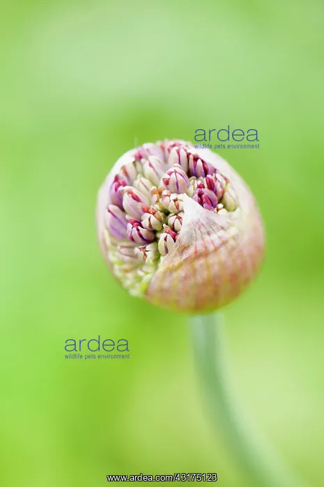 : Allium, Allium Hollandicum Purple Sensation, flowers emerg : Allium, Allium Hollandicum Purple Sensation, flowers emerg