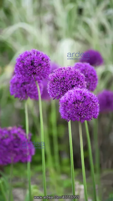 : Allium, Allium Hollandicum Purple Sensation, Several stems : Allium, Allium Hollandicum Purple Sensation, Several stems