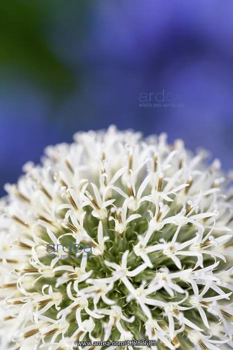 : Allium, Allium Mount Everest, White subject : Allium, Allium Mount Everest, White subject