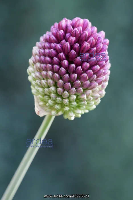 : Allium, Allium sphaerocephalon : Allium, Allium sphaerocephalon