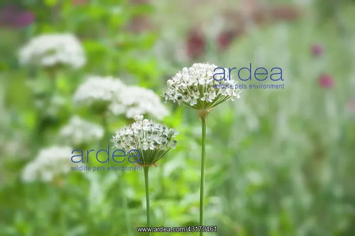 : Allium, Black garlic, Allium nigrum, Side view of : Allium, Black garlic, Allium nigrum, Side view of