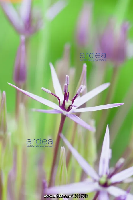 : Allium christophii, Allium, Purple, Green, Bulb, Summer Flow