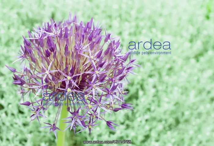 : Allium christophii, Allium, Purple, Bulb, Summer Flowering : Allium christophii, Allium, Purple, Bulb, Summer Flowering