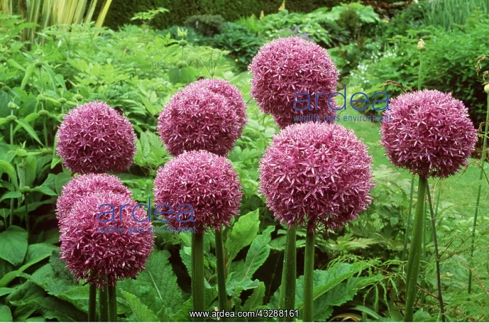 : ALLIUM - close-up of heads : ALLIUM - close-up of heads
