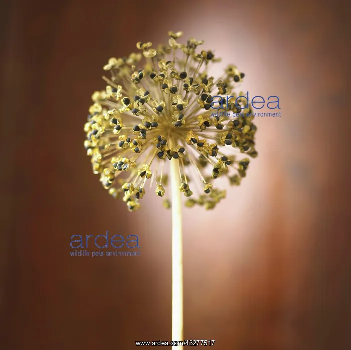 : Allium, Cream subject : Allium, Cream subject