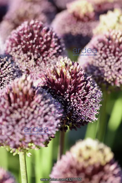 : Allium Forelock, Allium Forelock : Allium Forelock, Allium Forelock