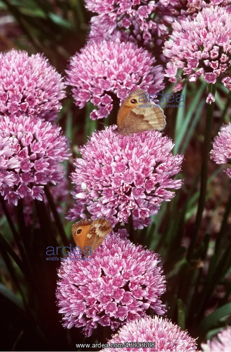 : Allium - With Gatekeeper / Hedge Brown Butterflies : Allium - With Gatekeeper / Hedge Brown Butterflies
