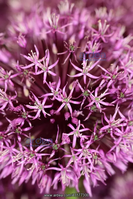 : Allium Gladiator, Close up detail of mass of pink : Allium Gladiator, Close up detail of mass of pink