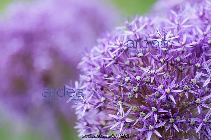 : Allium Globemaster, flowerhead close up showing star shape : Allium Globemaster, flowerhead close up showing star shape