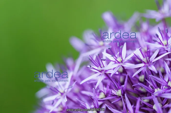 : Allium Globemaster flowerhead close up showing star shaped : Allium Globemaster flowerhead close up showing star shaped