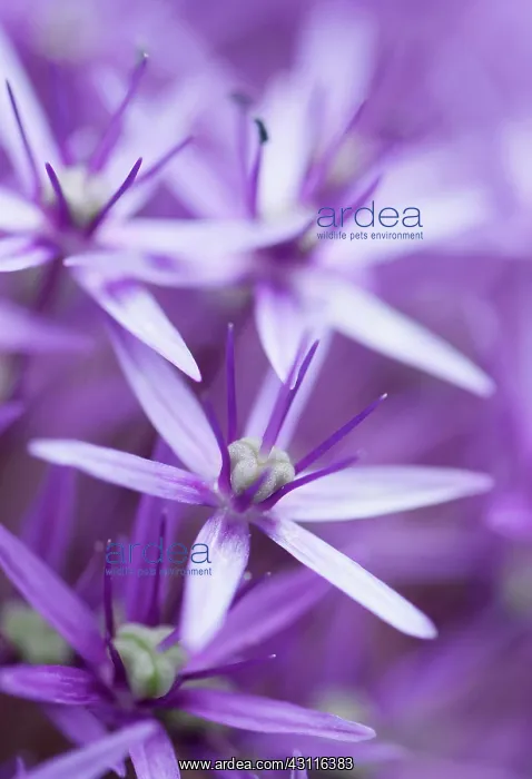  : Allium Globemaster flowerhead close up showing star shaped