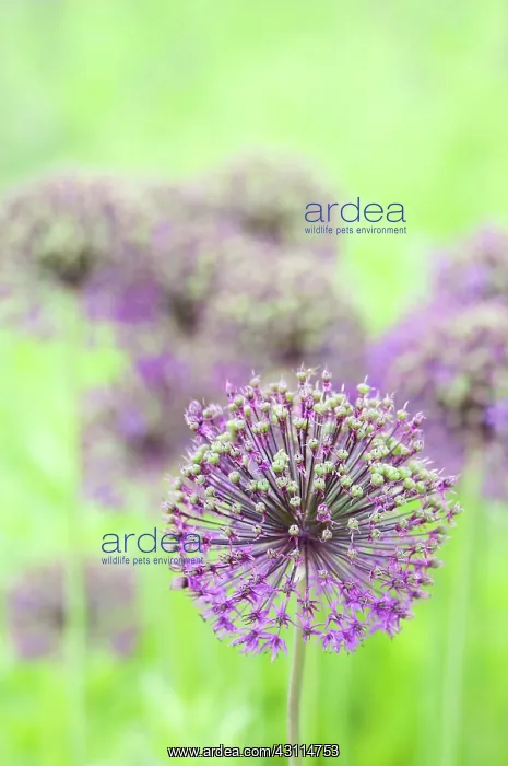 : Allium Hollandicum Purple Sensation, Allium, Purple, Green : Allium Hollandicum Purple Sensation, Allium, Purple, Green