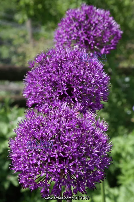  : Allium Hollandicum Purple Sensation, Three stems