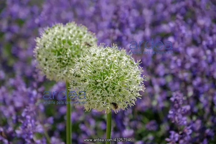 : (Allium), inflorescence, North Rhine-Westphalia : (Allium), inflorescence, North Rhine-Westphalia