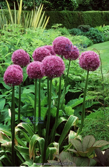 : ALLIUM - pink flowers : ALLIUM - pink flowers