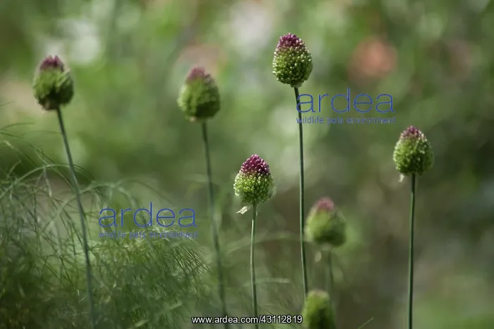 : Allium, Round headed leek, Allium sphaerocephalon : Allium, Round headed leek, Allium sphaerocephalon